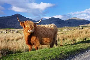 Hochlandkuh Drucke: Hochlandrinder auf der Insel Mull im inneren Hebriden-Meer in Schottland Großbritannien Europa