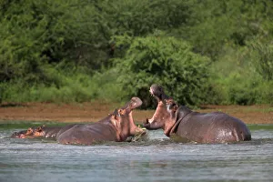 South African Wildlife Drucke: Hippos fighting