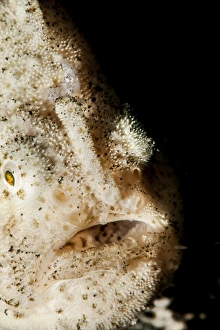 Black Background Animal Photos Drucke: Hispid frogfish (Antennarius hispidus), Sulawesi, Indonesia, Southeast Asia, Asia