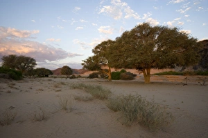 Desert Landscape Photography Tips Drucke: Hoanib, dry river bed