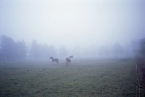 Washington State Travel Destinations Drucke: Horses running in mist