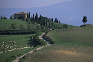 European Countryside Pictures Drucke: House and cypress trees