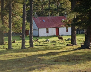European Union Scenic Views Drucke: House and deer among trees