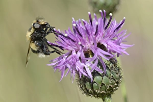 Hoverfly Photography Drucke: Hoverfly (Volucella bombylans var. plumata) visiting a greater knapweed flower (Centaurea
