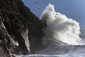 UK Beach Scenes Drucke: Huge waves crash against cliffs at Criccieth, Gwynedd, Wales, United Kingdom, Europe