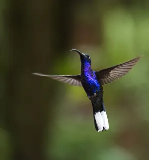 Schnabelvogel im Monteverde-Waldregenwald, Provinz Puntarenas, Kostarika Zentral
