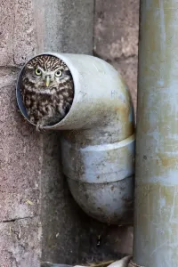 Drucke von Winziger Uhu (Athene noctua), gefangen in einer Rohrleitung, Vereinigtes Königreich und Europa Verwandte Bilder Drucke: Kleiner Uhu (Athene noctua), Gefangener im Rohrleitungsschachtel