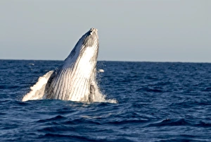 Drucke von Wale Humpback (Megaptera novaeangliae), Ile Sainte Marie, Madagaskar, Indischer Ozean und Afrika Verwandte Bilder Drucke: Wale Humpbackschwalbe (Megaptera novaeangliae)