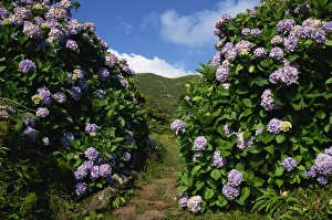 Horizontal Landscape Photography Europe Drucke: Hydrangeas, a feature of the landscape of the island, Sao Jorge, Azores, Portugal, Europe