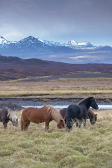 Drucke von Islandische Pferde in der Nähe von Snorrastadir unter Schnee bedeckten Gipfel des Ljosufjöll Hintergrund: Halbinsel Snaefellsnes im westlichen Teil Islands Polarkreise Island Drucke: Islandische Pferde in der Nähe von Snorrastadir, Schneedeckel Berge hinter Ljosufjoll