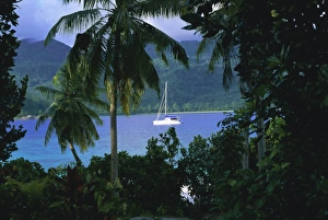 African Palm Tree Drucke: Ile Therese