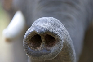 Elephas Maximus Images Drucke: Indian Elephant, (Elephas maximus), Trunk, Bandhavgarh N