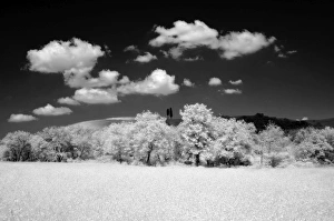 Landscape Photography In Italy Drucke: Infra red image of two cypress trees on hill above fields, near Pienza