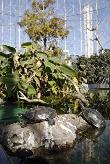 Vertical Bird Photos Drucke: Inside the Aviary, Oceanografic, Valencia, Spain, Europe