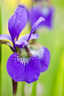 Iris Sibirica Drucke: Iris, Iris sibirica