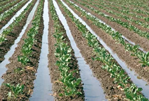 Bilder Datiert 28. August 2008: Irrigation