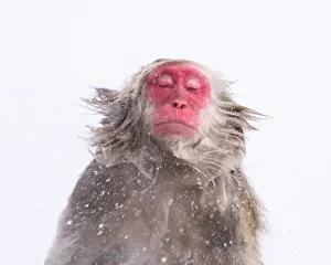 Macaca Fuscata Images Drucke: Japanese Macaque (Macaca fuscats), Nagano, Japan, Asia