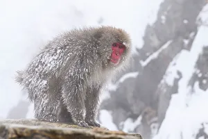 Japanischer Makak (Macaca fuscata), Nagano, Japan Asien