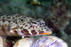 Sulawesi Wildlife Drucke: Java sandperch (Parapercis xanthozona)