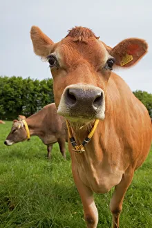 Drucke von Jerseyschaf aus der Isle of Man ist nicht verfügbar; die genannte Information enthält falsche Informationen. Die genaue Bezeichnung lautet Jersey Cow oder auch einfach 'Jersey Verwandte Bilder Drucke: Rinderrasse aus Jersey Rindern in St