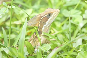 Manuel Antonio National Park Wildlife Drucke: Jesus Christ basilisk (basiliscus basiliscus), Manuel Antonio National Park