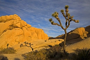Contemporary Travel Destination Drucke: Joshua Tree