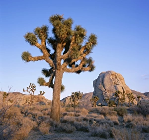 Evening Desert Scenes Drucke: Joshua tree and rocks in evening light