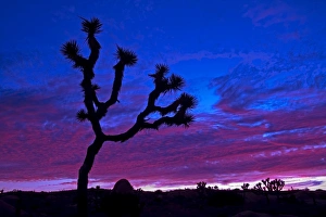 California Desert Scene Drucke: Joshua tree at sunset