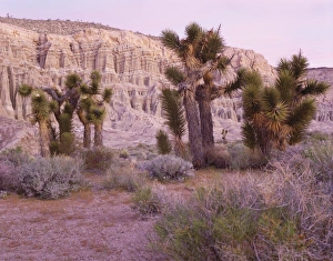 California Nature Scenes Drucke: Joshua trees