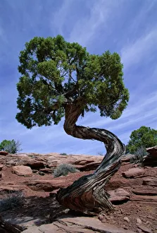 Utah Landscape Photography Drucke: Juniper tree with curved trunk