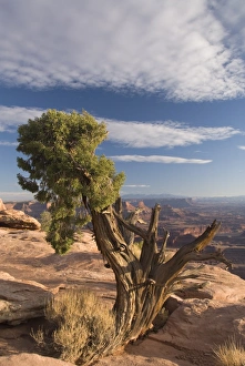 Dead Horse Point State Park Drucke: Juniper tree (Juniperus Osteosperma), Dead Horse Point State Park, near Moab