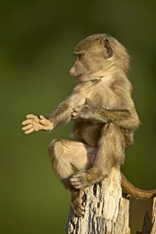 Olive Baboon Habitat Drucke: Juvenile olive baboon