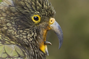 South Island Travel Destination Drucke: Kea, Arthurs Pass