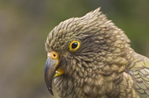 Bilder Datiert 2000 Januar 1 Jan 2000: Kea, Arthurs Pass