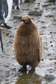 Salisbury Plain Wildlife Drucke: King penguin chick, Salisbury Plain, South Georgia, South Atlantic