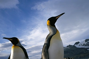 Natural World Animal Themes Drucke: King penguins