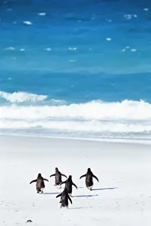 Falklandinseln Drucke: Königspinguine (Aptenodytes patagonicus), die in den See laufen, Volunteer-Point
