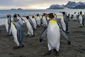 Drucke von Königspinguine in Brut- und Nestkolonie auf den Salisbury Plains mit Ozean und Bergen in Südgeorgien Südgeorgien Und Südliche Sandwichinseln Drucke: Königspinguine in Brut- und Nestkolonie auf Salisbury Plains mit Ozean und Bergen in SüdGeorgia