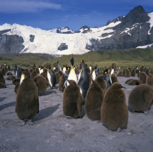 Baby Bird Photography Drucke: King penguins and chicks
