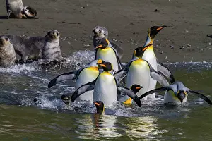 Drucke von Königspinguine navigieren durch das Wasser, während sie in einer Brutkolonie im Hercules Bay auf der South Georgia Insel während der Brutzeit reisen Südgeorgien Und Südliche Sandwichinseln Drucke: Königspinguine navigieren durch das Wasser