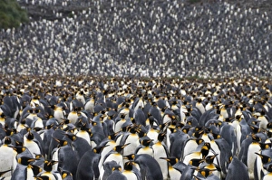 Polar Region Nature Photography Drucke: King penguins, Salisbury Plain, South Georgia, South Atlantic