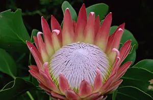 Drucke von König Protea (Protea cynaroides), Schloss der Pflanzenkultur Kirstenbosch in Kapstadt Südafrika Afrika Botanische Drucke: König Protea (Protea cynaroides), Schloss der Blumenkultur Kirstenbosch, Kapstadt