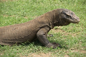 Komodo Dragon Indonesia Drucke: Komodo Dragon