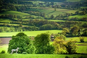 Rind im Frühjahr zu Winchcombe bei den Cotswolds in Gloucestershire in England im Vereinigten Königreich Europa
