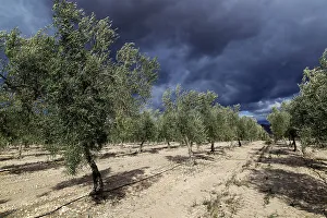 Spanish Countryside Views Drucke: Landscape of dramatic storm clouds over olive trees