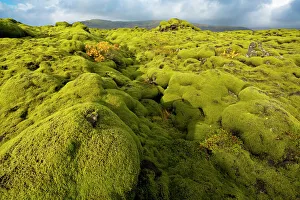 Drucke von Boden aus Lava bedeckt mit Moos, Süd-Iceland, Polare Regionen Island Drucke: Boden aus Lava mit Moosbedeckung im Süd-Iceland und den Polargebieten