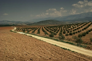 Andalucia Travel Destination Drucke: Landscape with olive trees