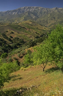 Spain Travel Destination Drucke: Landscape of trees