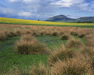 Great Britain Photography Tours Drucke: Landscape view of grass and field