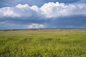 Horizontal Landscape Photography Tips Drucke: Landscape of wild flowers and fields